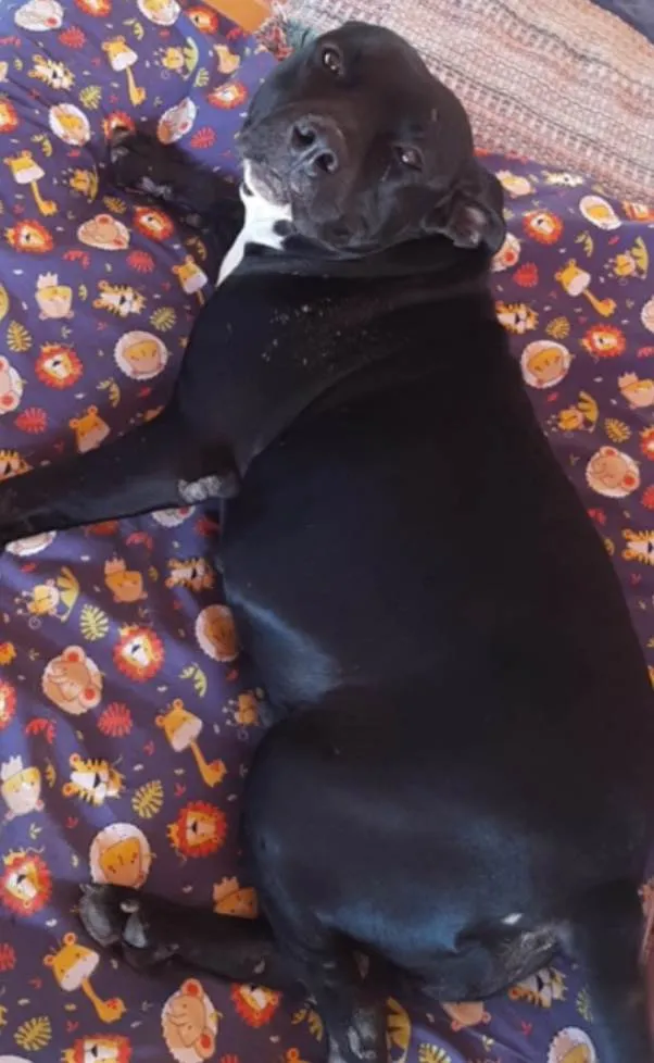 Cachorro ra a Pit-Bull idade 6 ou mais anos nome Chamei-a de Nega 