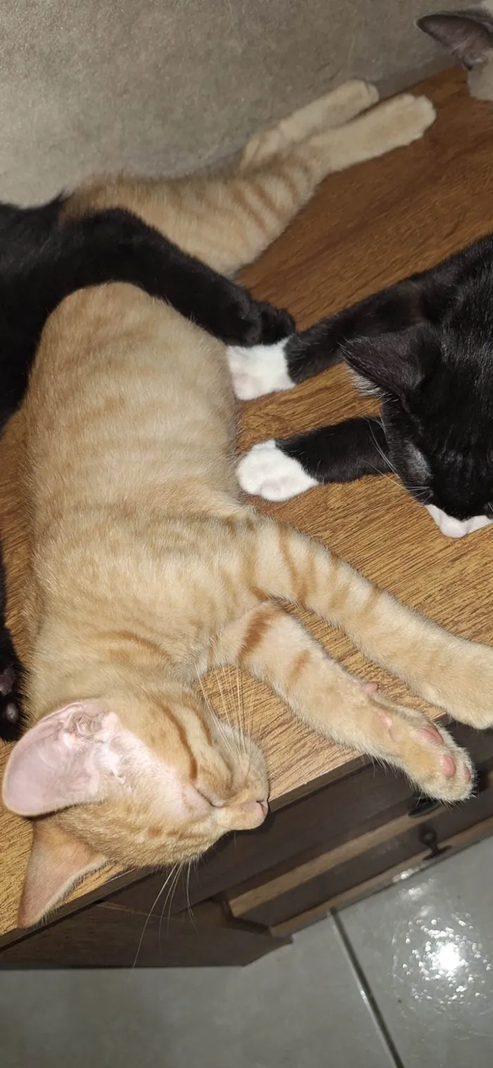 Gato ra a SRD-ViraLata idade 2 a 6 meses nome Amarelinho