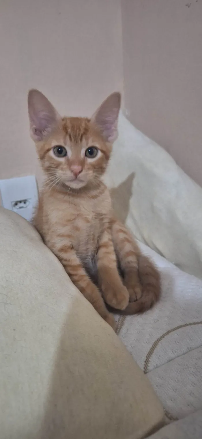 Gato ra a SRD-ViraLata idade 2 a 6 meses nome Amarelinho