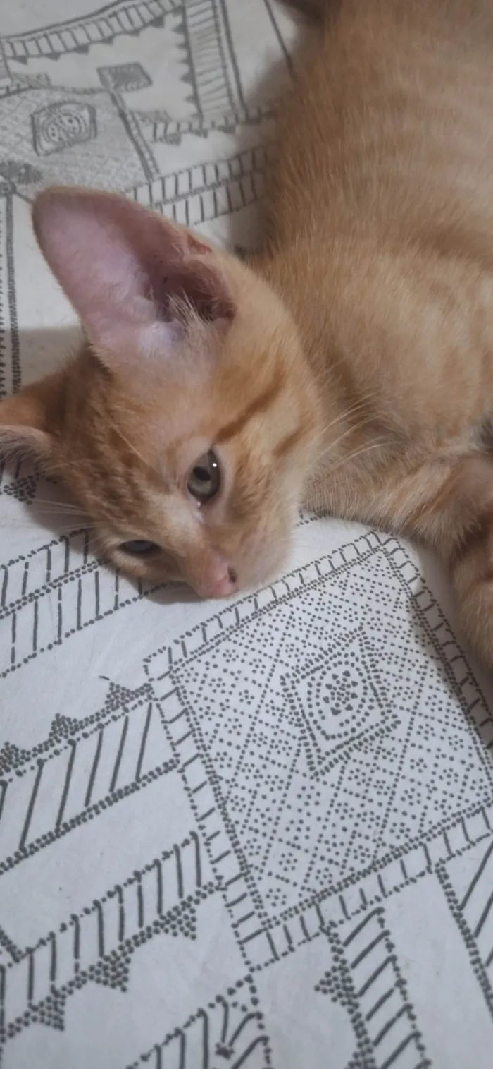 Gato ra a SRD-ViraLata idade 2 a 6 meses nome Amarelinho