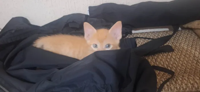 Gato ra a SRD-ViraLata idade 2 a 6 meses nome Amarelinho