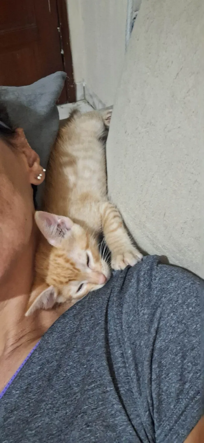 Gato ra a SRD-ViraLata idade 2 a 6 meses nome Amarelinho