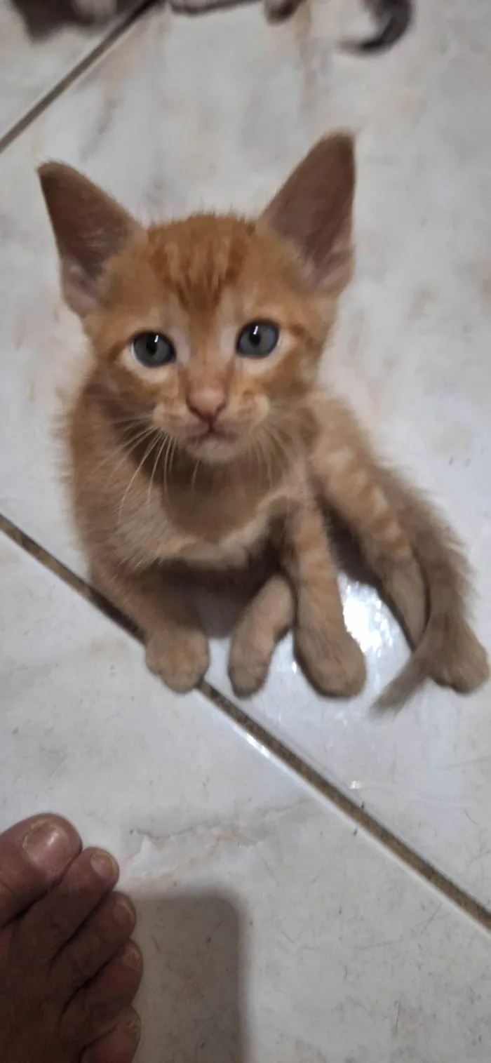 Gato ra a SRD-ViraLata idade 2 a 6 meses nome Amarelinho