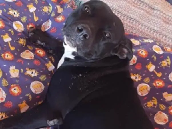 Cachorro ra a Pit-Bull idade 6 ou mais anos nome Chamei-a de Nega 