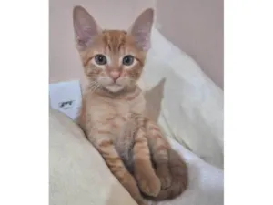 Gato raça SRD-ViraLata idade 2 a 6 meses nome Amarelinho