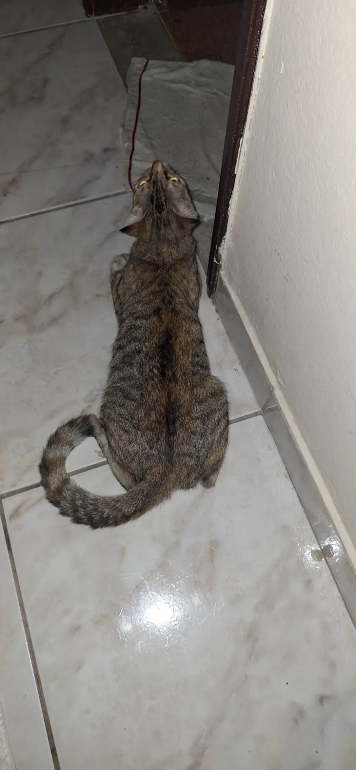 Gato ra a SRD-ViraLata idade 1 ano nome Sofia ( Soso )