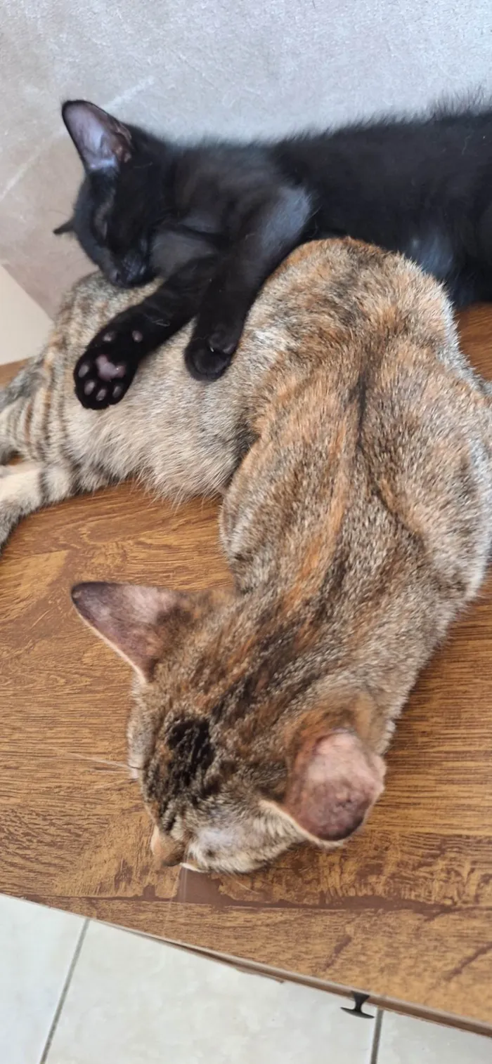 Gato ra a SRD-ViraLata idade 1 ano nome Sofia ( Soso )