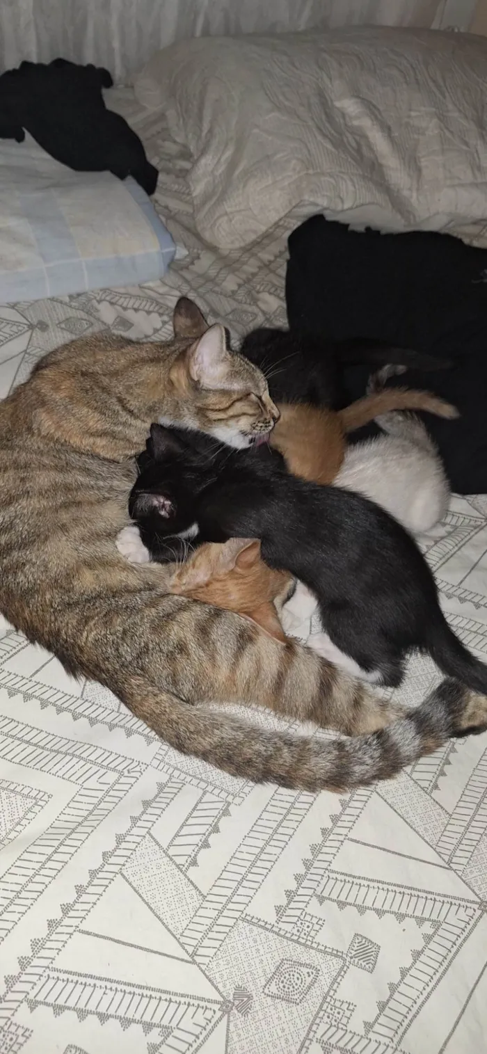 Gato ra a SRD-ViraLata idade 1 ano nome Sofia ( Soso )