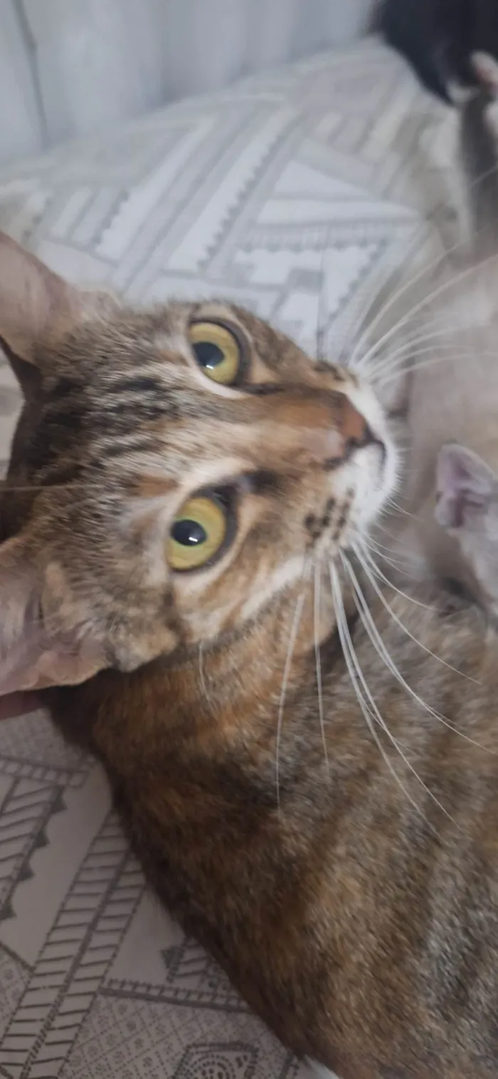 Gato ra a SRD-ViraLata idade 1 ano nome Sofia ( Soso )