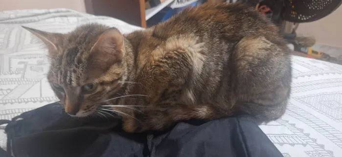 Gato ra a SRD-ViraLata idade 1 ano nome Sofia ( Soso )