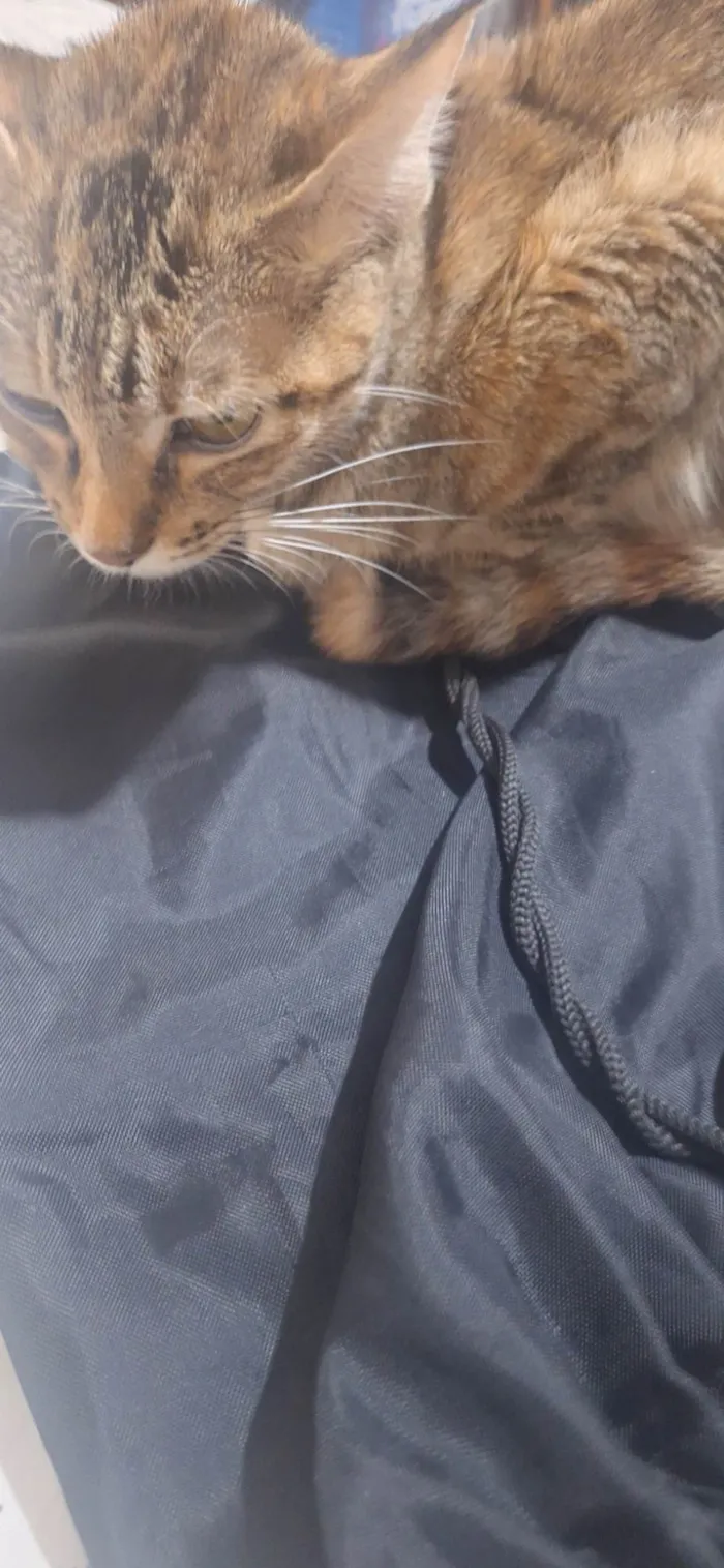 Gato ra a SRD-ViraLata idade 1 ano nome Sofia ( Soso )