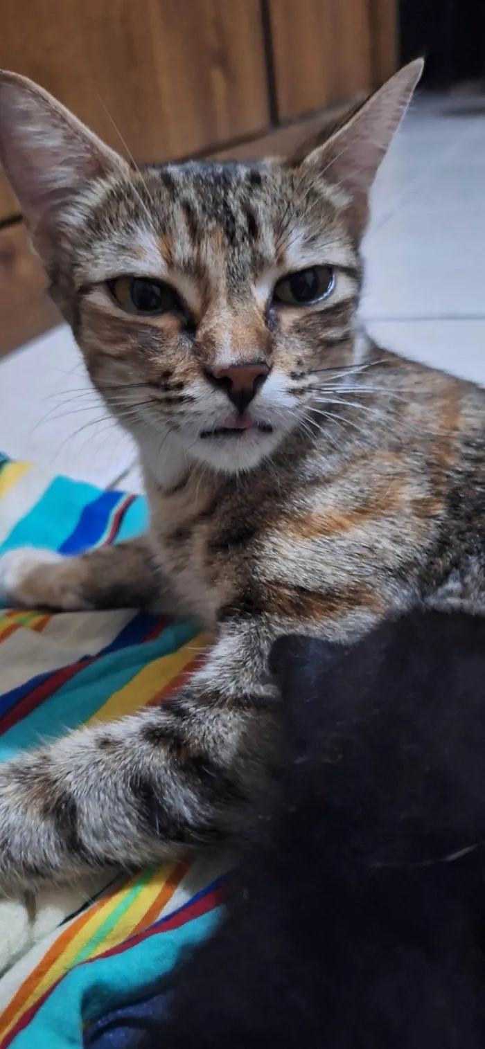 Gato ra a SRD-ViraLata idade 1 ano nome Sofia ( Soso )