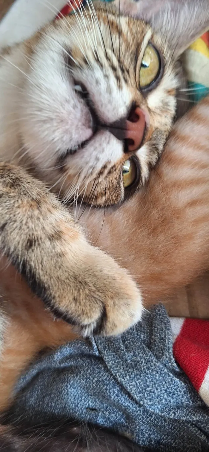 Gato ra a SRD-ViraLata idade 1 ano nome Sofia ( Soso )