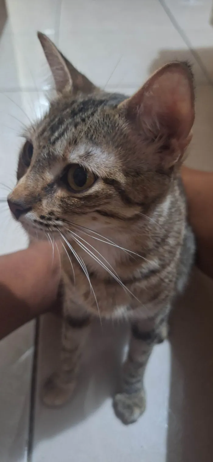 Gato ra a SRD-ViraLata idade 1 ano nome Sofia ( Soso )