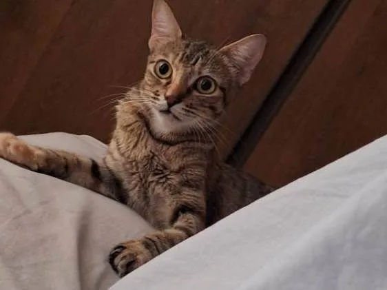 Gato ra a SRD-ViraLata idade 1 ano nome Sofia ( Soso )
