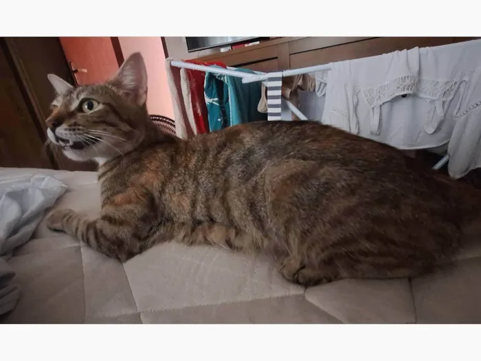 Gato ra a SRD-ViraLata idade 1 ano nome Sofia ( Soso )
