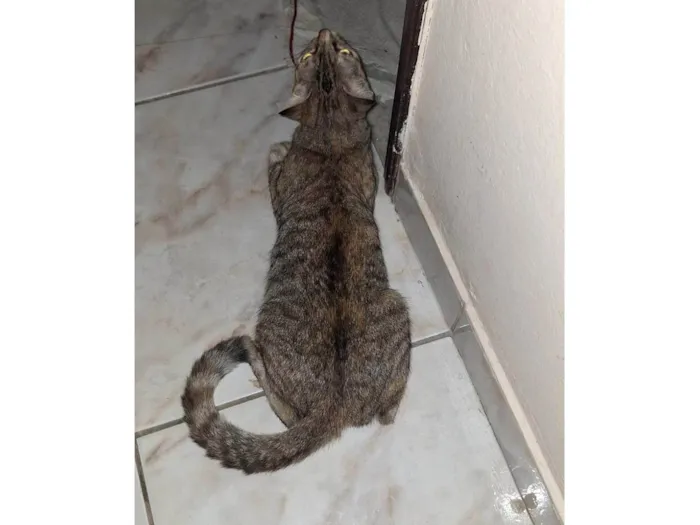 Gato ra a SRD-ViraLata idade 1 ano nome Sofia ( Soso )
