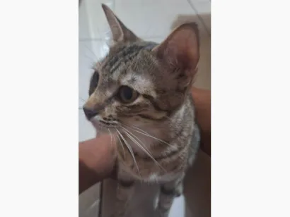 Gato raça SRD-ViraLata idade 1 ano nome Sofia ( Soso )