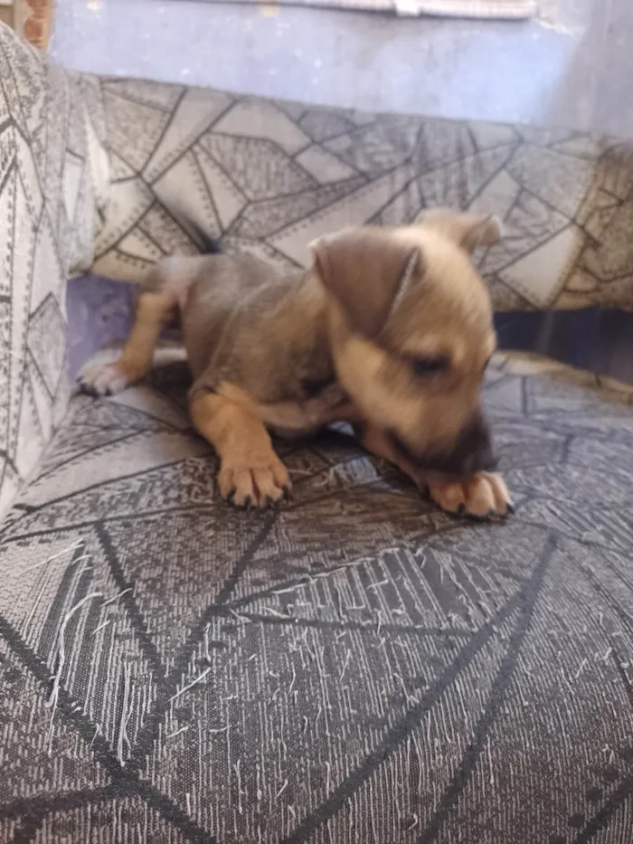 Cachorro ra a SRD-ViraLata idade Abaixo de 2 meses nome Sem nome