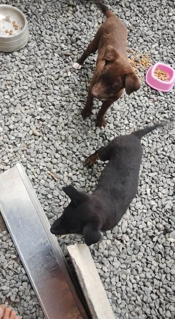 Cachorro ra a SRD-ViraLata idade 2 a 6 meses nome Bak