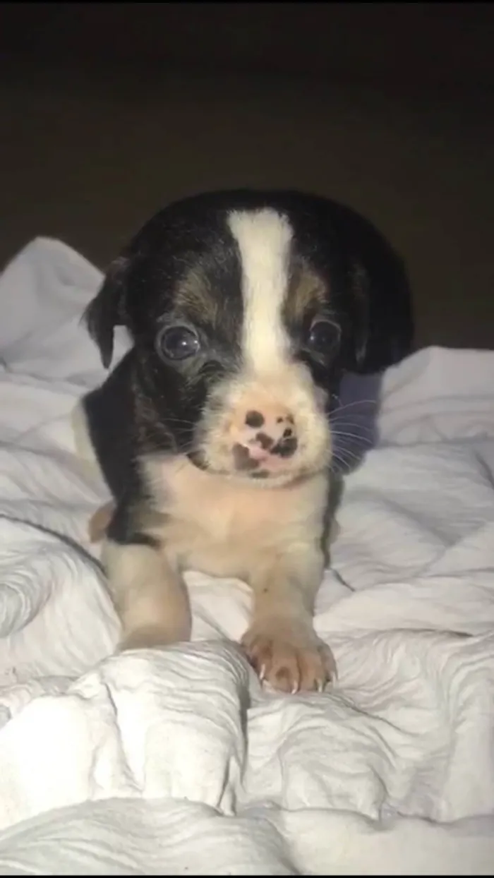 Cachorro ra a SRD-ViraLata idade Abaixo de 2 meses nome Maria Flor