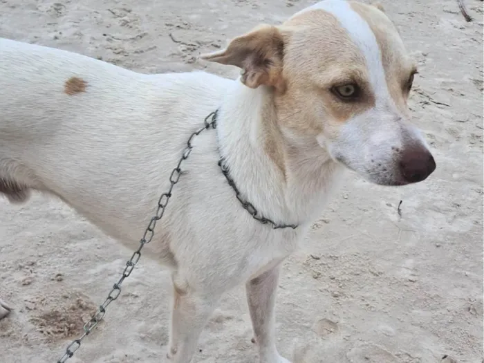 Cachorro ra a SRD-ViraLata idade 1 ano nome Frederico Alexander 