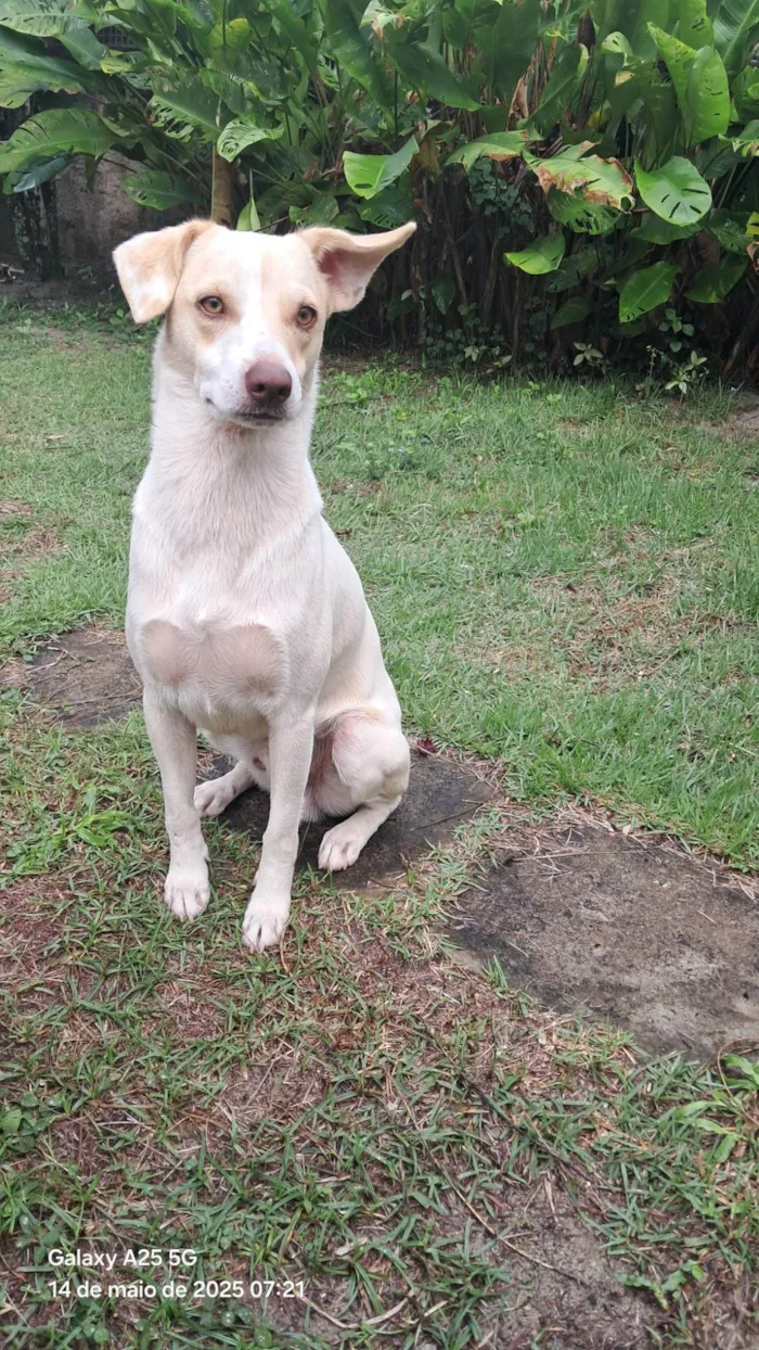 Cachorro ra a SRD-ViraLata idade 1 ano nome Frederico Alexander 