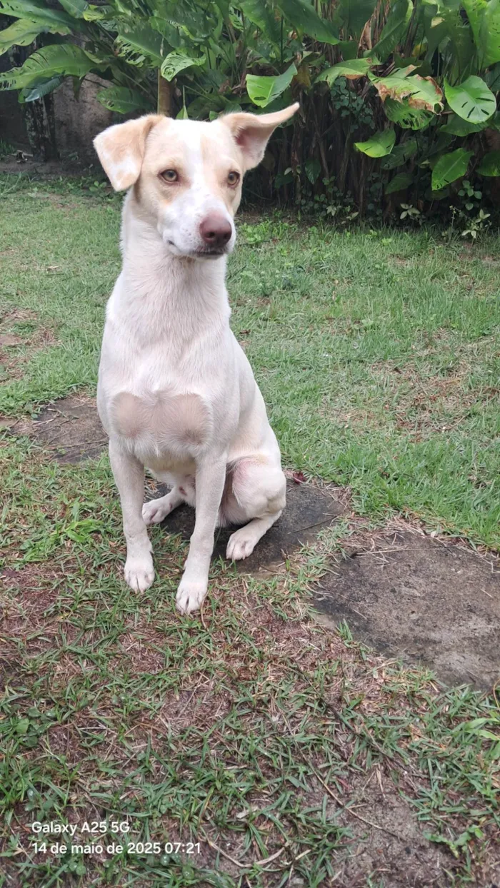 Cachorro ra a SRD-ViraLata idade 1 ano nome Frederico Alexander 