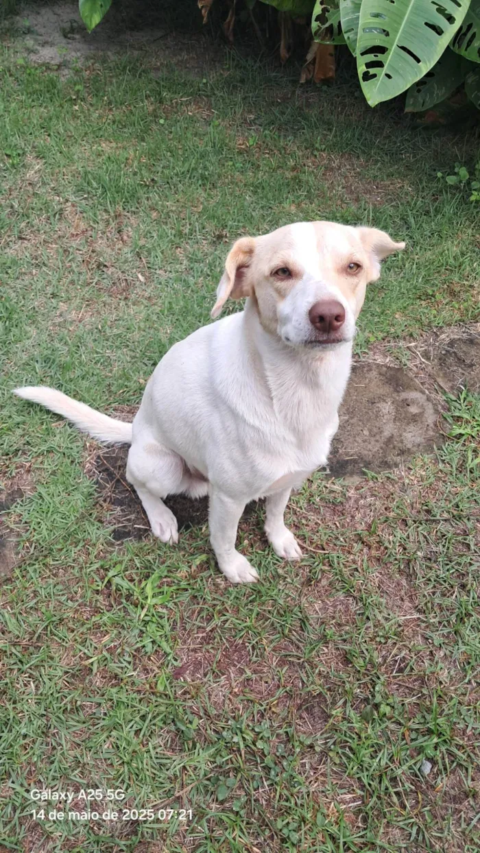 Cachorro ra a SRD-ViraLata idade 1 ano nome Frederico Alexander 