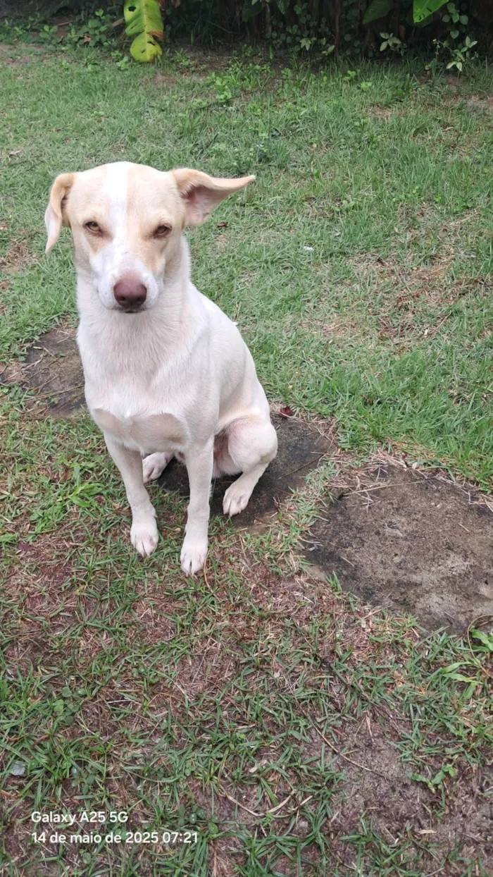 Cachorro ra a SRD-ViraLata idade 1 ano nome Frederico Alexander 