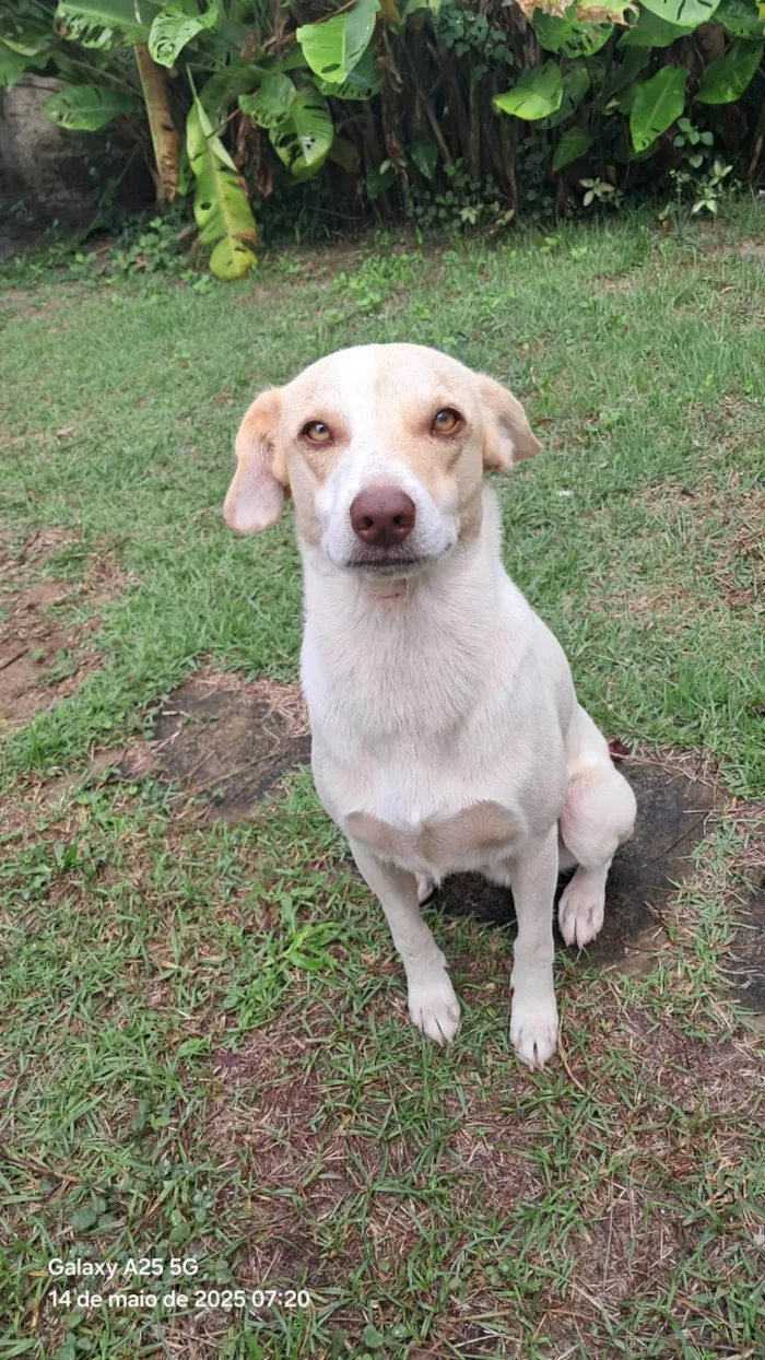 Cachorro ra a SRD-ViraLata idade 1 ano nome Frederico Alexander 