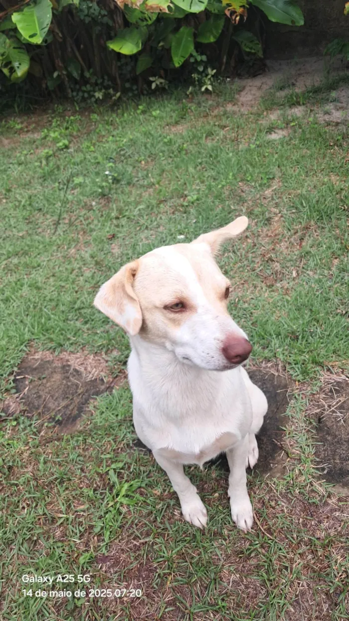 Cachorro ra a SRD-ViraLata idade 1 ano nome Frederico Alexander 