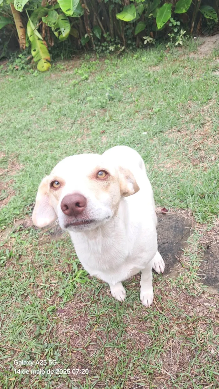 Cachorro ra a SRD-ViraLata idade 1 ano nome Frederico Alexander 