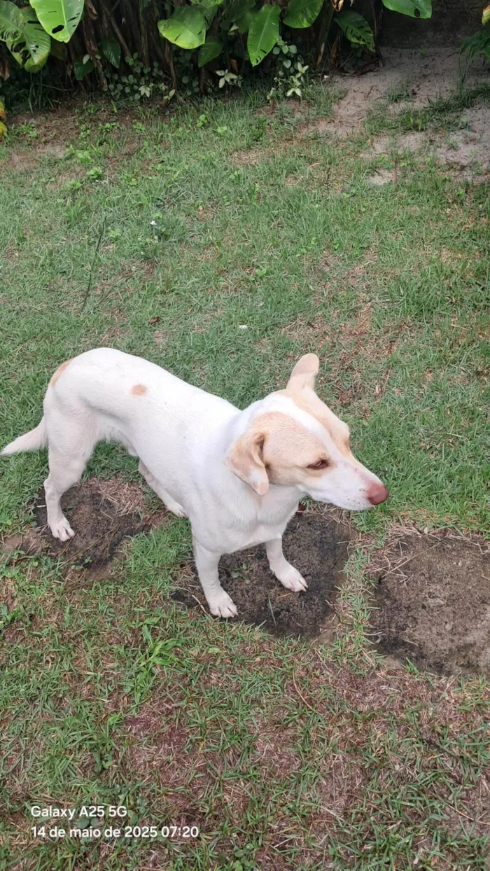 Cachorro ra a SRD-ViraLata idade 1 ano nome Frederico Alexander 