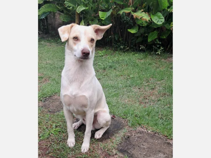 Cachorro ra a SRD-ViraLata idade 1 ano nome Frederico Alexander 