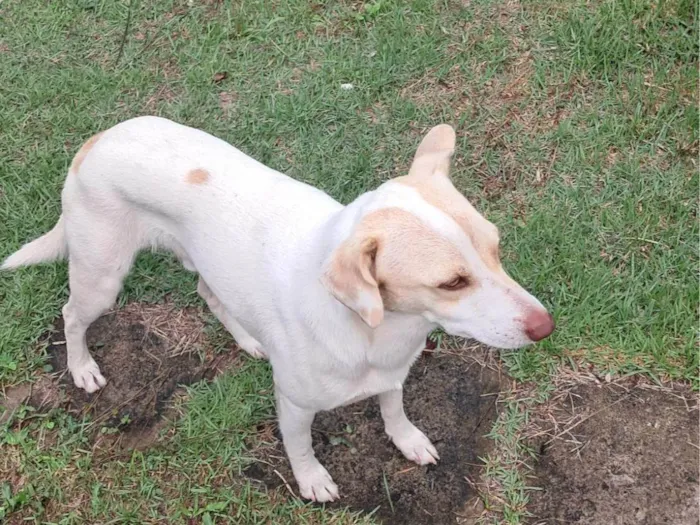 Cachorro ra a SRD-ViraLata idade 1 ano nome Frederico Alexander 