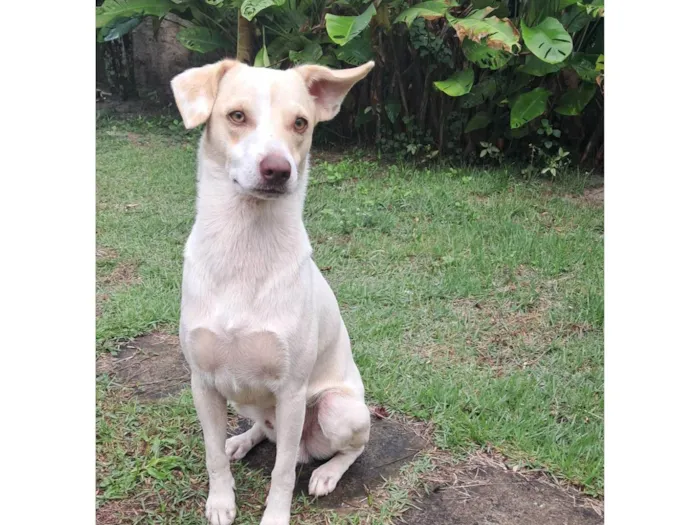 Cachorro ra a SRD-ViraLata idade 1 ano nome Frederico Alexander 