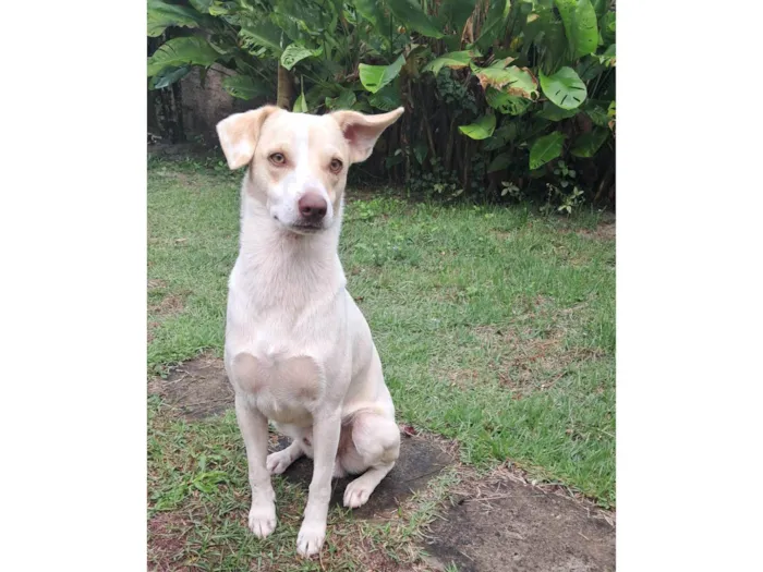 Cachorro ra a SRD-ViraLata idade 1 ano nome Frederico Alexander 