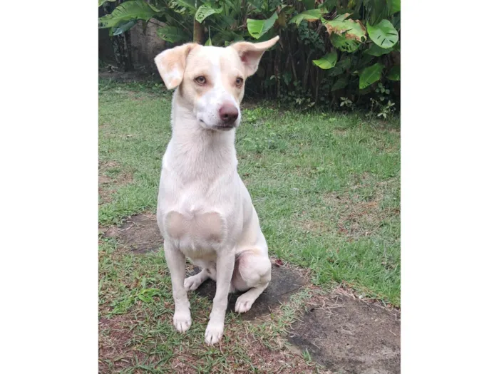 Cachorro ra a SRD-ViraLata idade 1 ano nome Frederico Alexander 