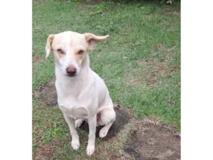 Cachorro raça SRD-ViraLata idade 1 ano nome Frederico Alexander 
