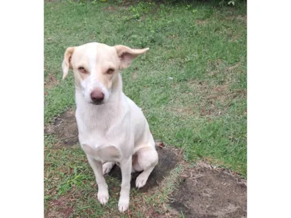 Cachorro raça SRD-ViraLata idade 1 ano nome Frederico Alexander 