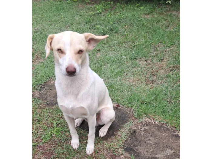 Cachorro ra a SRD-ViraLata idade 1 ano nome Frederico Alexander 