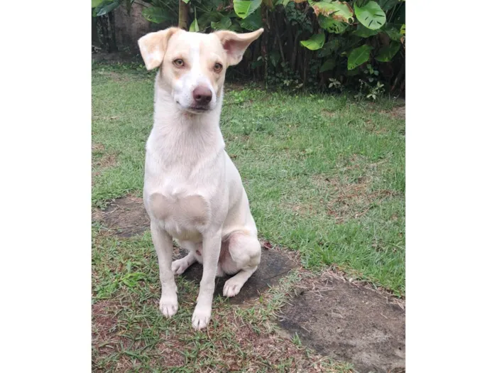 Cachorro ra a SRD-ViraLata idade 1 ano nome Frederico Alexander 