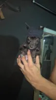 Blackinho