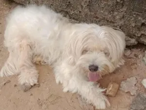 Cachorro raça Poodle idade 4 anos nome Maya