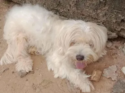 Cachorro raça Poodle idade 4 anos nome Maya