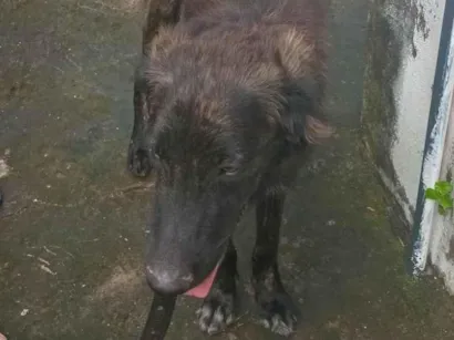 Cachorro raça SRD-ViraLata idade 7 a 11 meses nome Luke