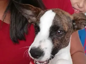 Cachorro raça SRD-ViraLata idade 7 a 11 meses nome Thor