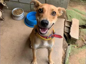 Cachorro raça SRD-ViraLata idade 3 anos nome Renato 