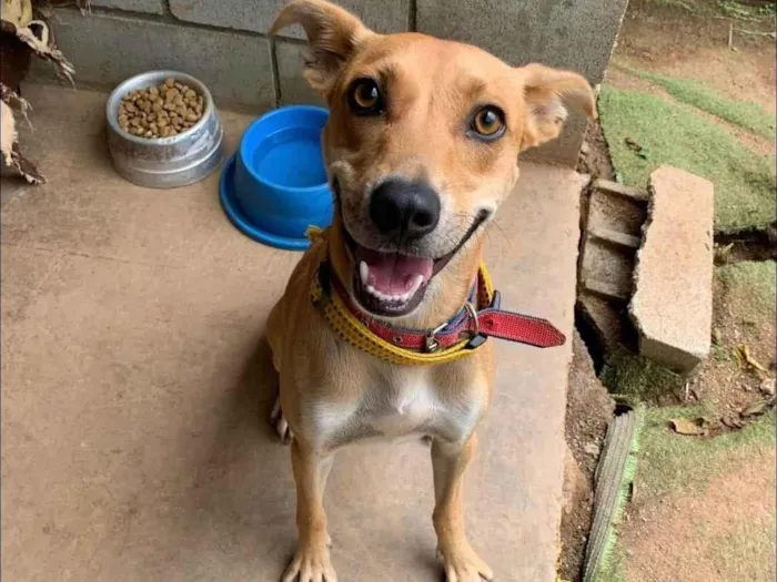 Cachorro ra a SRD-ViraLata idade 3 anos nome Renato 